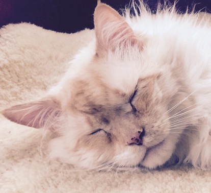 Mr. Cat, champion sleeper