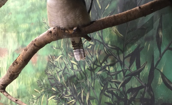 Partridge in a Pear Tree